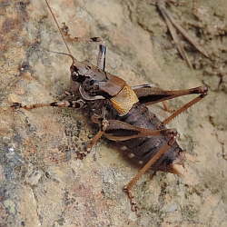 Pyrenean Mountain Bush-cricket – Antaxius hispanicus (male)